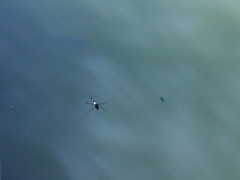 Pseudothemis zonata
