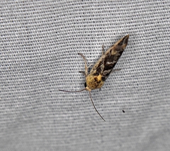 Acontiini
