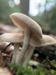 Desarmillaria tabescens