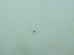 Pseudothemis zonata
