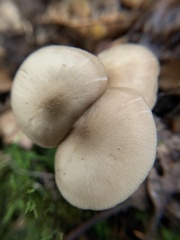 Desarmillaria tabescens