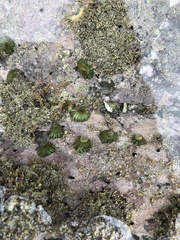 Anthothoe albocincta
