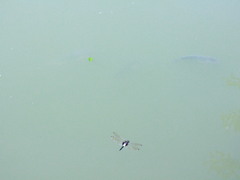 Pseudothemis zonata
