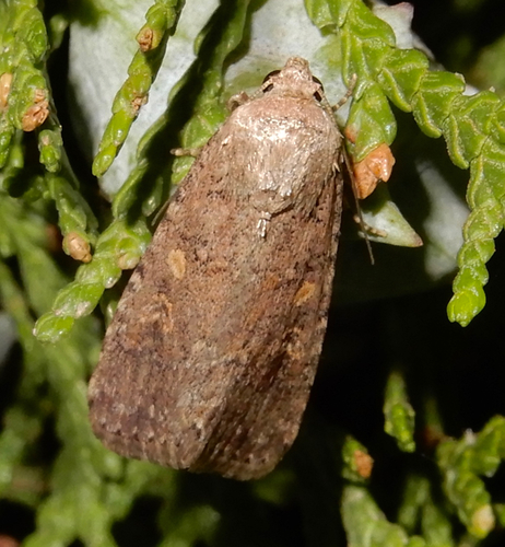 Beet Armyworm Moth