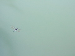 Pseudothemis zonata