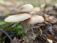 Desarmillaria tabescens