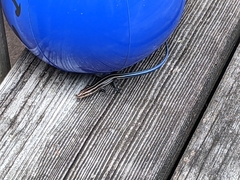 Plestiodon fasciatus