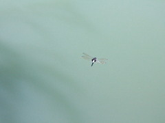 Pseudothemis zonata