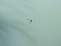 Pseudothemis zonata