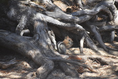 Callospermophilus lateralis