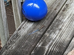 Plestiodon fasciatus