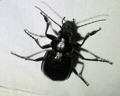 Calosoma