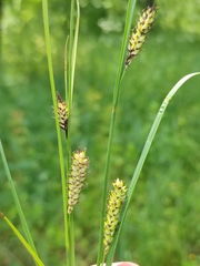 Carex melanostachya
