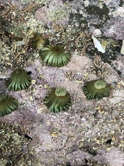 Anthothoe albocincta