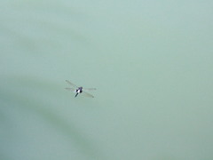 Pseudothemis zonata
