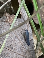 Proconiini