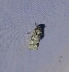 Emarginea percara