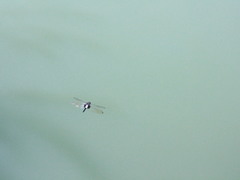Pseudothemis zonata
