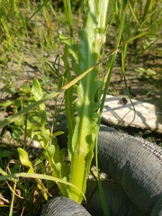 Tephroseris palustris