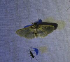 Apilocrocis brumalis