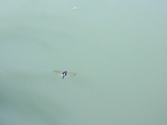 Pseudothemis zonata