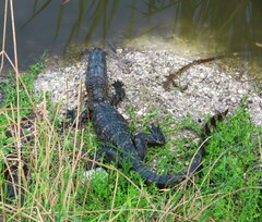 Alligator mississippiensis