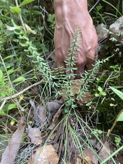 Pellaea ternifolia
