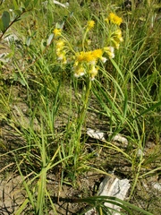 Tephroseris palustris