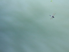 Pseudothemis zonata