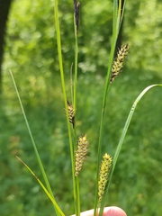 Carex melanostachya