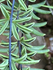 Pellaea ternifolia