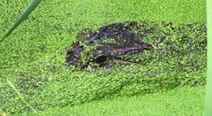 Alligator mississippiensis