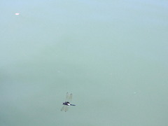 Pseudothemis zonata