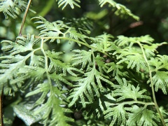 Lygodium japonicum
