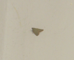 Pyralidae