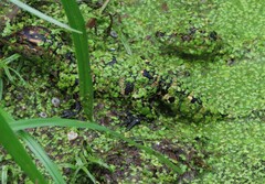 Alligator mississippiensis