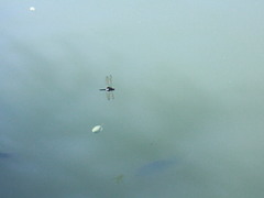 Pseudothemis zonata