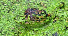 Alligator mississippiensis