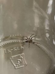 Pisaurina mira
