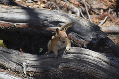 Callospermophilus lateralis