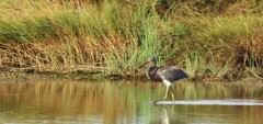 Egretta tricolor