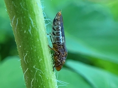 Homalodisca vitripennis