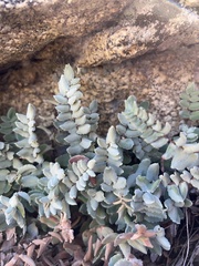 Pellaea bridgesii