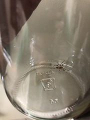 Pisaurina mira