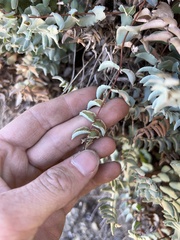 Pellaea bridgesii