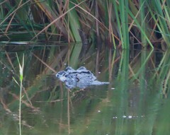 Alligator mississippiensis