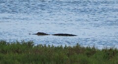 Alligator mississippiensis