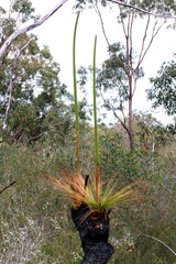 Xanthorrhoea johnsonii