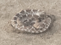 Crotalus ruber