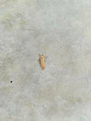 Danielithosia immaculata